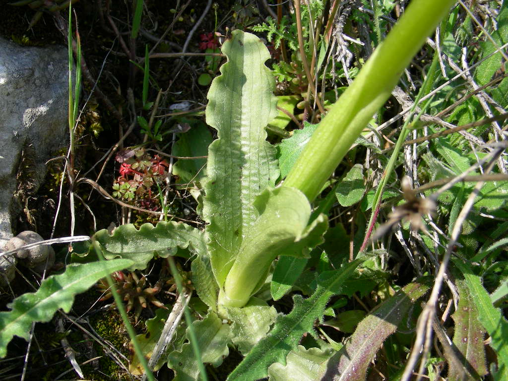 Orchis militaris o italica !!!!